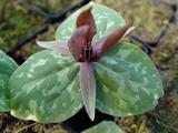 Trillium sessile