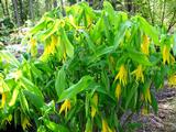 Uvularia grandiflora