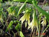 Uvularia grandiflora var pallida