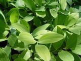 Uvularia perfoliata