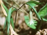 Uvularia sessilifolia