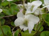 Viola sororia 'Albiflora'