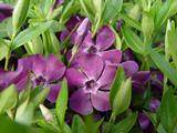 Vinca minor 'Atropurpurea'