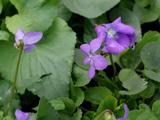 Viola sororia 'Blue Diamond'