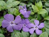 Vinca minor 'Flower Power'