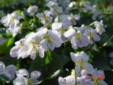 Viola sororia 'Freckles'