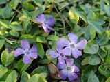 Vinca minor 'Josefine'