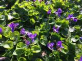 Viola odorata 'Königin Charlotte'