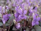 Viola labradorica
