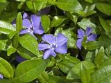 Vinca minor 'La Grave'