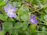 Vinca major
