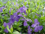 Vinca minor 'Marie'