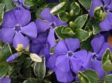 Vinca major 'Variegata'