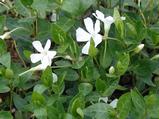 Vinca minor 'Alba'