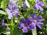 Vinca minor