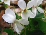 Viola odorata 'Alba'