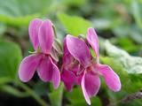 Viola odorata 'Red Charm'