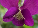 Viola sororia 'Red Cloud'