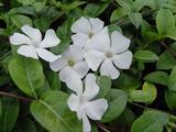 Vinca minor 'White Power'