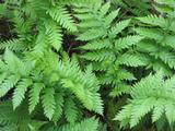 Woodwardia fimbriata