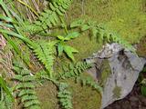 Woodsia obtusa