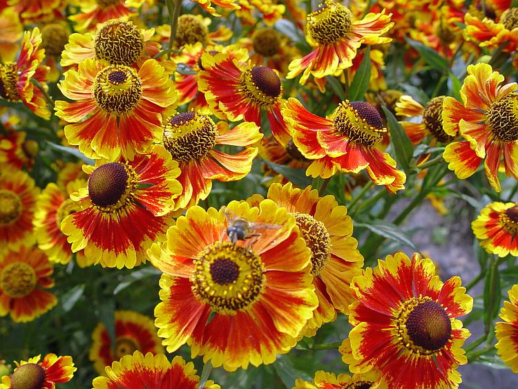 Plant van de maand helenium op vasteplant.be