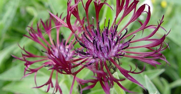 Centaurea montana 'Jordy' op vasteplant.be