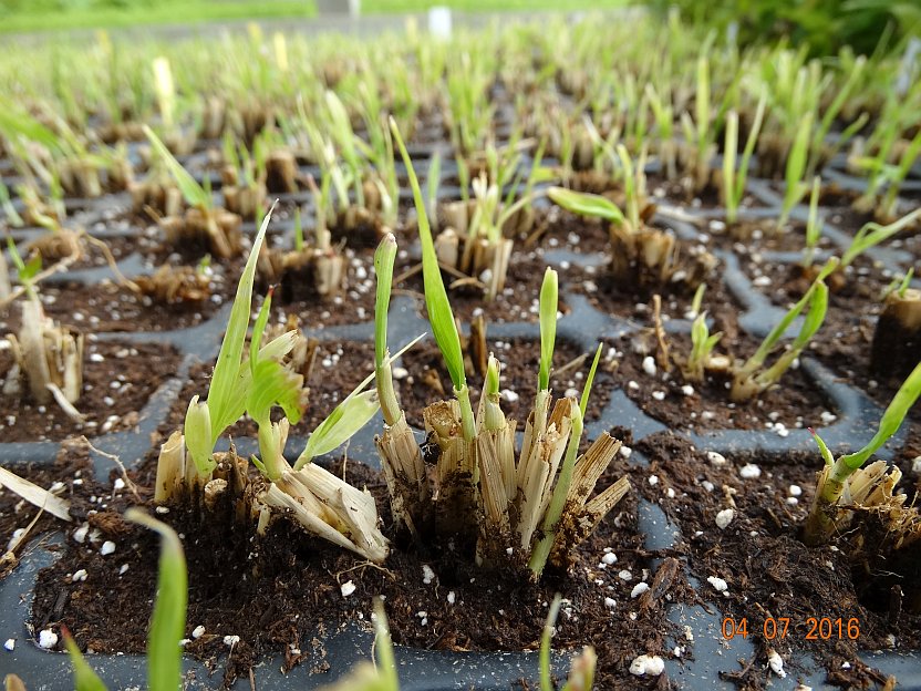 Pennisetum