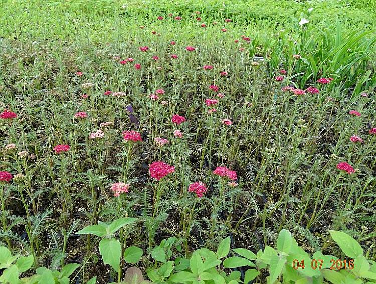 Achillea e.a.