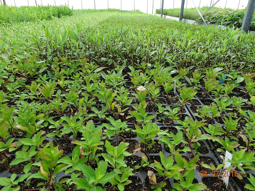 Aster ageratoides