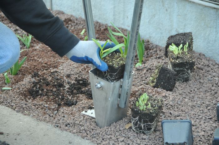 Steek de plant zonder pot in de holte van de bek.